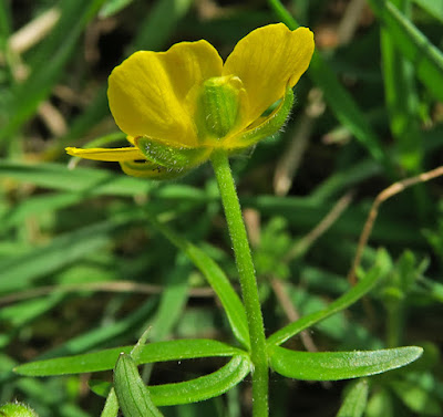 Renoncule tête d'or (Ranunculus auricomus)