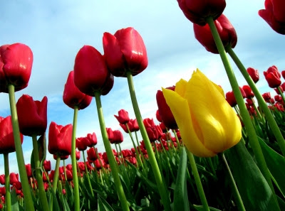 Tulips