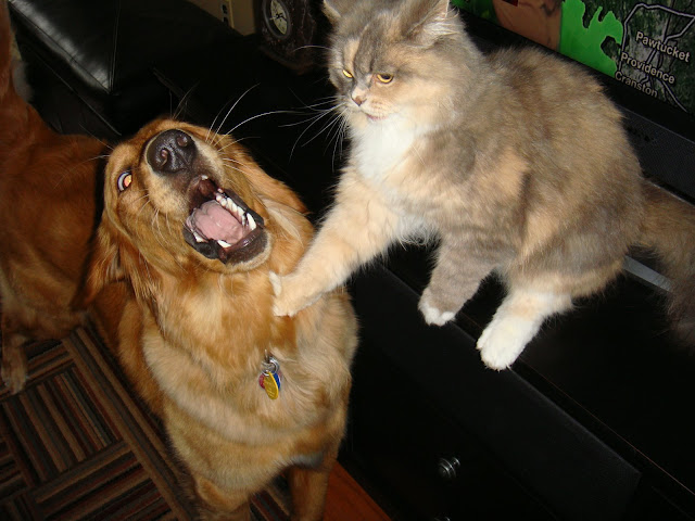 cat and dog playing together