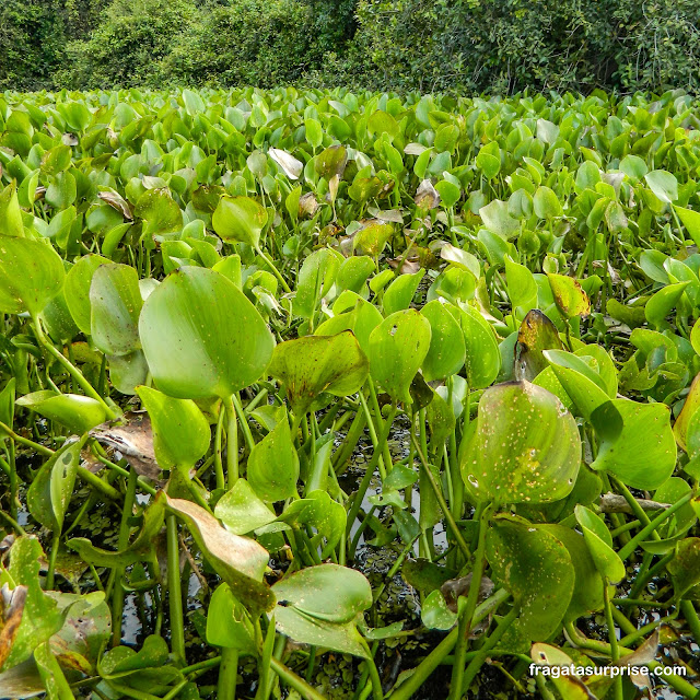 Aguapé bico de pato, vegetação aquática do Pantanal