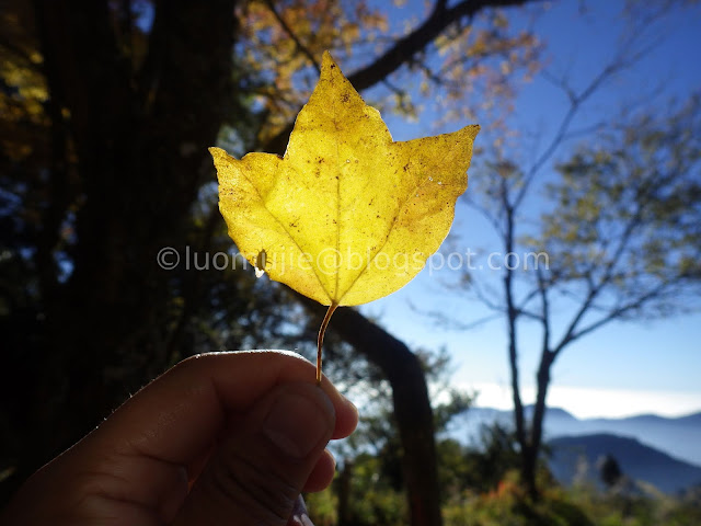 Alishan maple autumn foliage