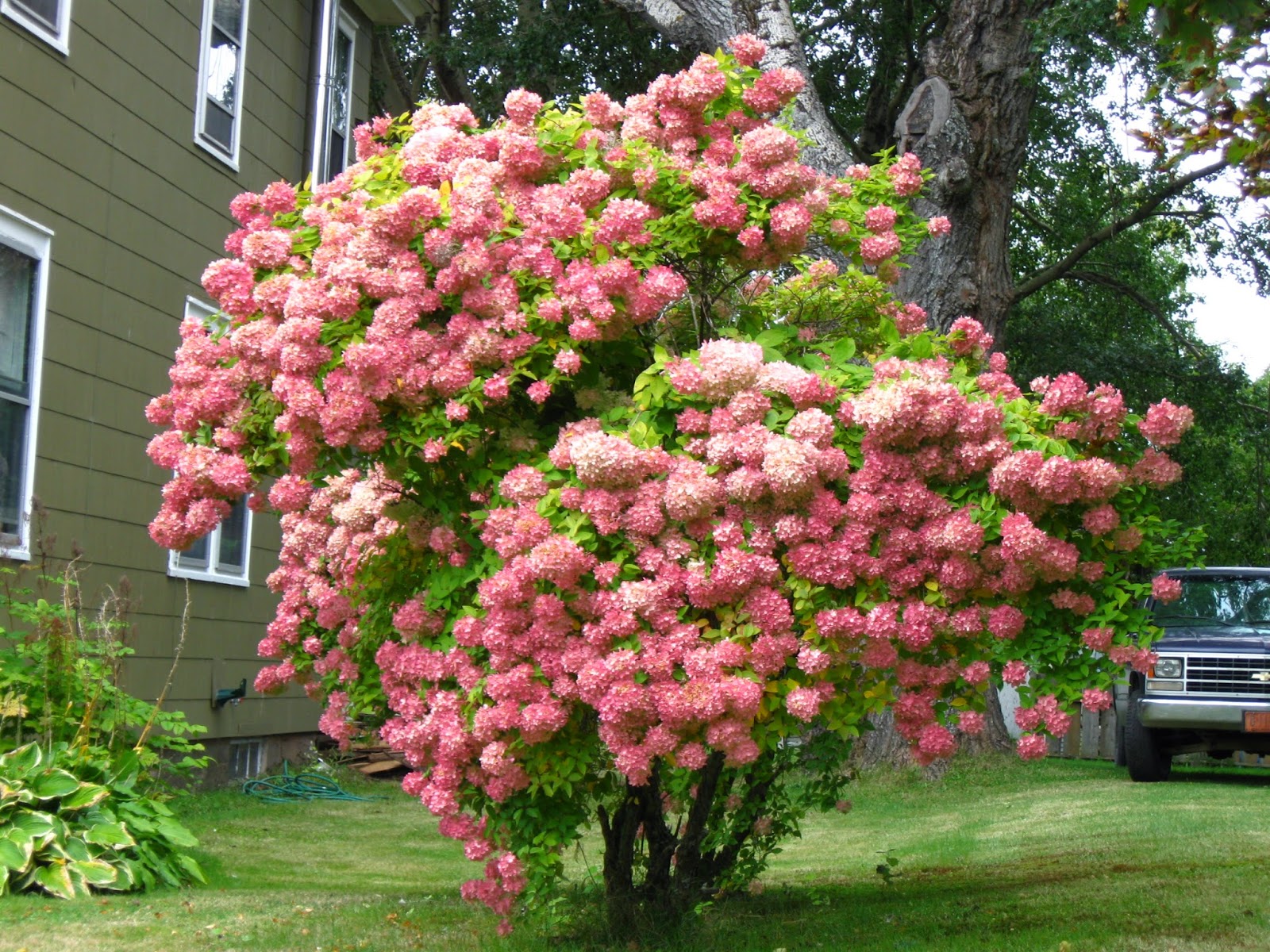 Garden Dream: Marvelous Hydrangeas Bloom All Summer and Fall