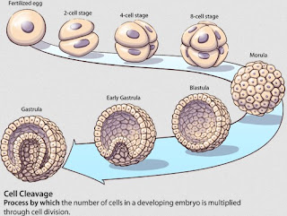Tahap dari zigot sampai gastrula