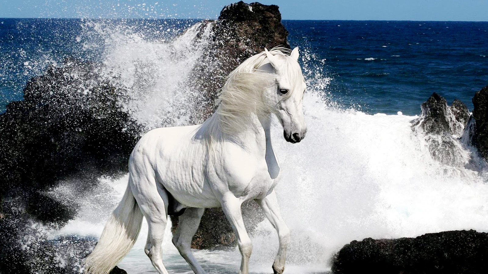 White Horse Desktop Wallpaper