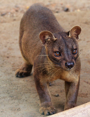 Fossa / Cryptoprocta Ferox