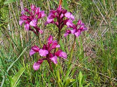 dactylorhiza