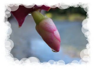 Christmas Cactus Bud