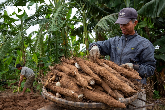 Trồng củ cọc, nông dân bãi giữa sông Hồng thu hàng trăm triệu đồng mỗi năm - Ảnh 8.