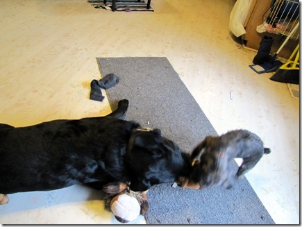 Rigg's&Sadie04-24-11e