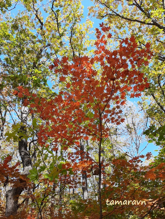 Клён ложнозибольдов (Acer pseudosieboldianum)