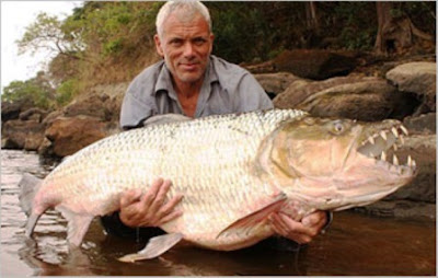 Pez Tigre Goliat, Goliath Tiger Fish