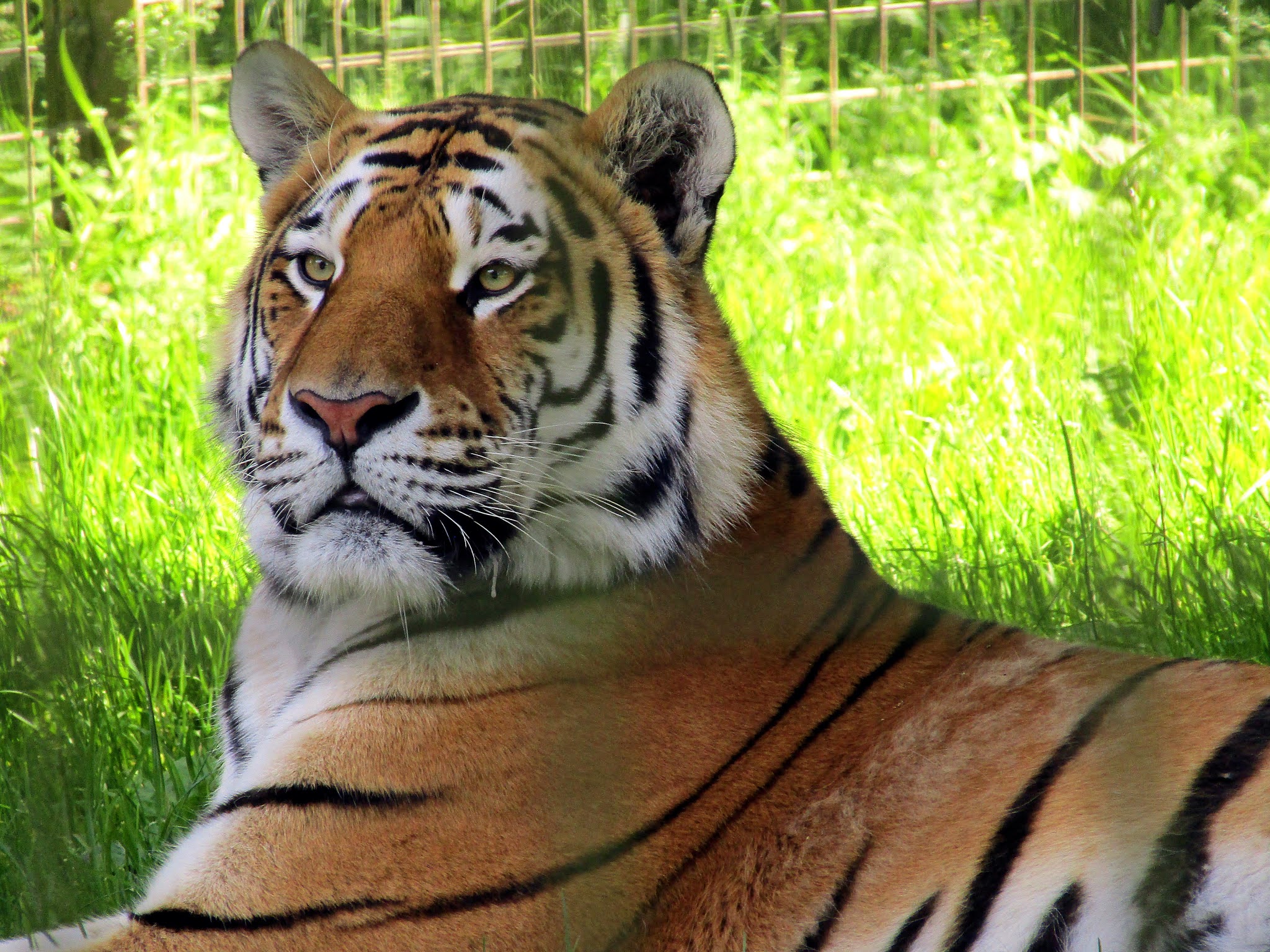 A photo of an Amur tiger at Whipsnade Zoo.