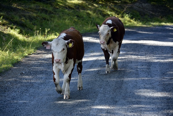 kuer kalver hereford