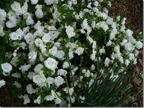whiteazaelas