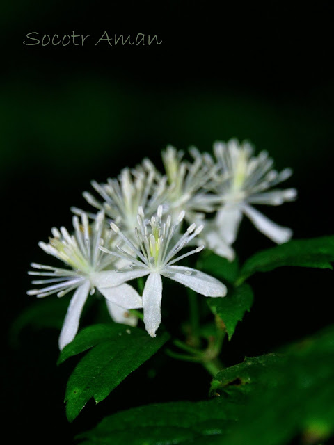 Clematis apiifolia