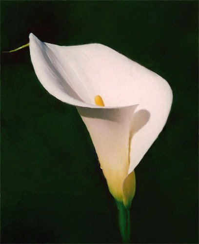 Calla Lily Drawing