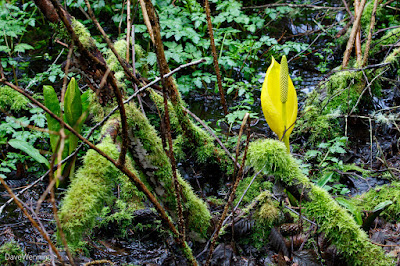 Western Skunk Cabbage