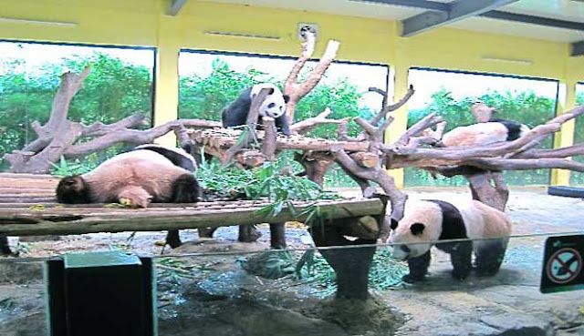 Chimelong Safari Park