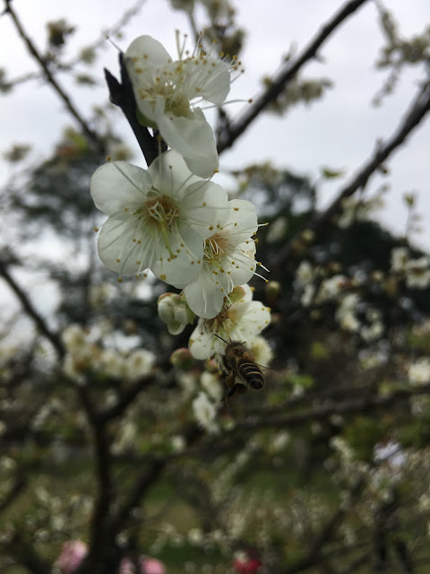 plum blossom, Jiaobanshan Park, Taoyuan, Taiwan