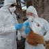 SAG Ñuble detecta caso de influenza aviar en aves de traspatio en comuna de Chillán Viejo 