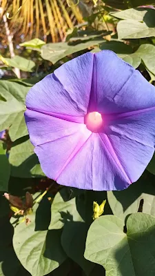 Familia Convolvulaceae - Ipomoea indica