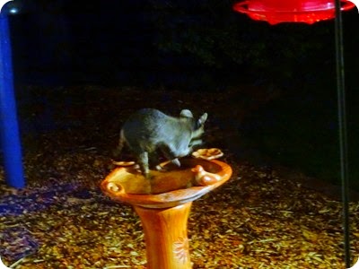 raccoon