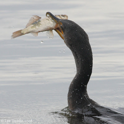 Double Crested Cormorant