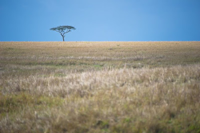 c4 images and safaris, masai mara, photographic tour, wildlife photographers, wildlife photography safari,  shem compion,