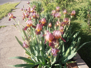 purple and yellow iris in bloom