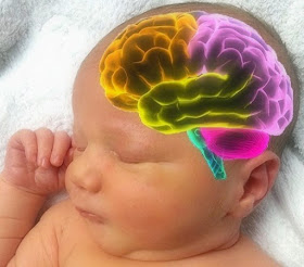 Plasticidad neural en niños prematuros