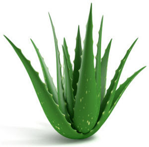 Aloe-Vera Health Benefits