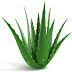 Aloe-Vera Health Benefits