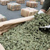 La marihuana podría proporcionar un tratamiento potencial para el VIH