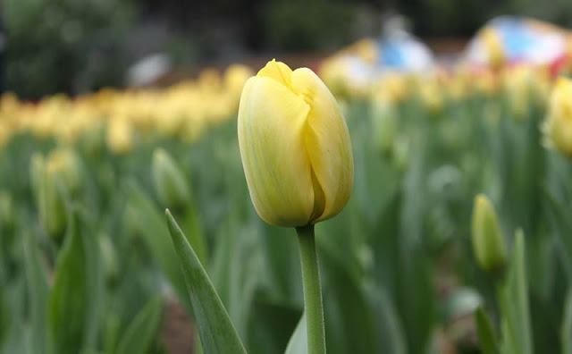 Tulip Flower Pictures