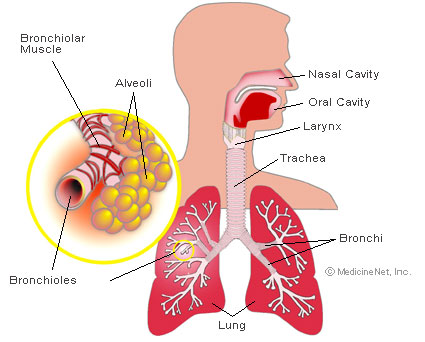 Bronchitis X Ray