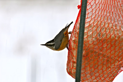 red breasted nuthatch feeding on suet