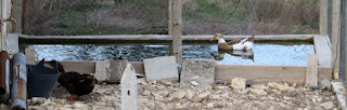 Ducks having a swim