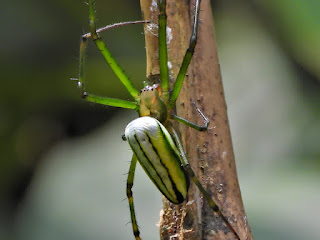 Black-Striped Orchard Spider on Yuelu Mountain