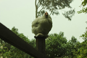 Cochin hen broody