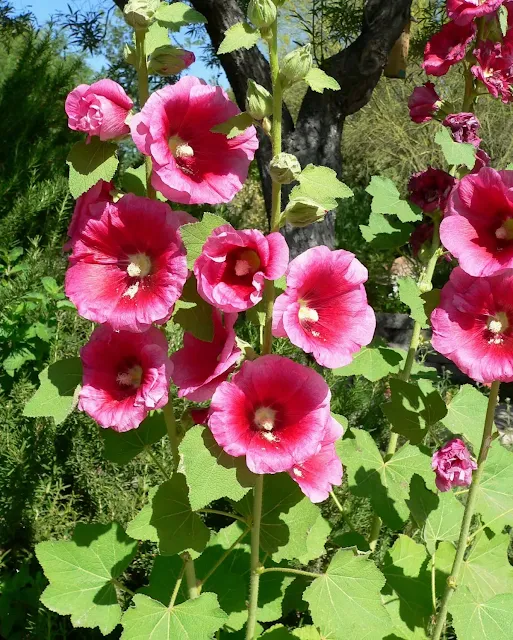 Plantas-do-Jardim-Hibisco-Conheça-o-Gênero-Hibiscus