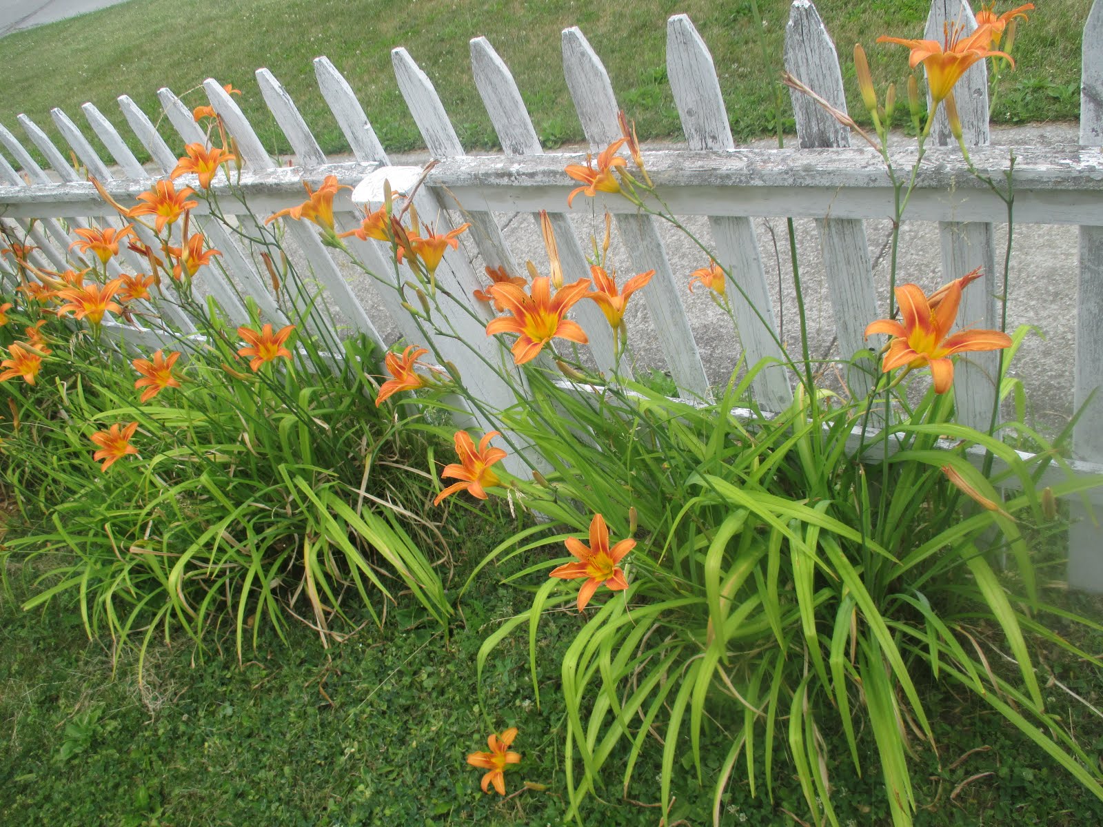day lilies along my picket fence