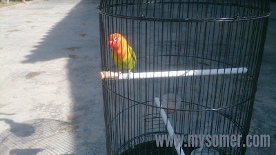 cara menjemur lovebird yang benar