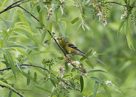 American Goldfinch - Mead Botanical Garden, Florida