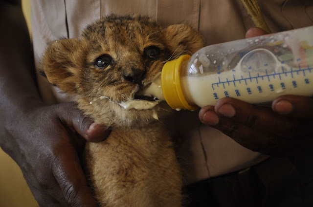 The Kenyan Wildlife Orphanage