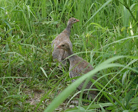 Burung Ayam-Ayam