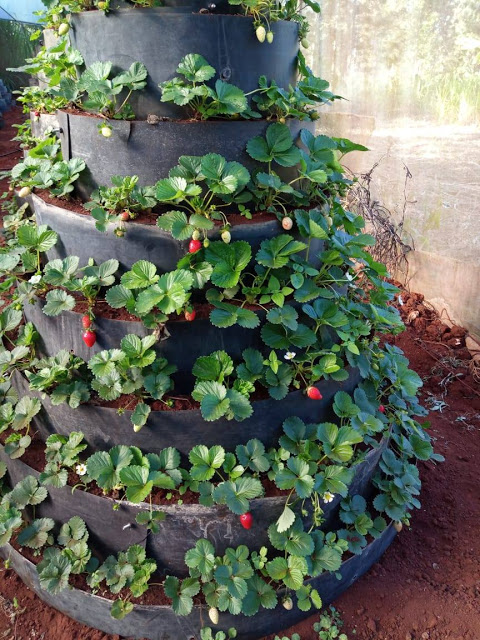 This has led to the innovation of various types of backyard gardening systems, one of them being the multi-storey cone kitchen garden designs.