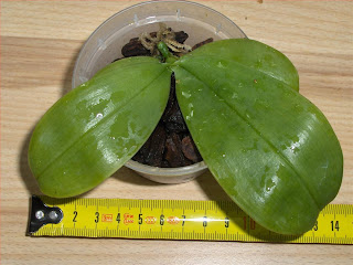 Phalaenopsis bellina ponkan, orchidea specie coltivata per 4 mesi