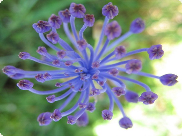 basilicata fiore1