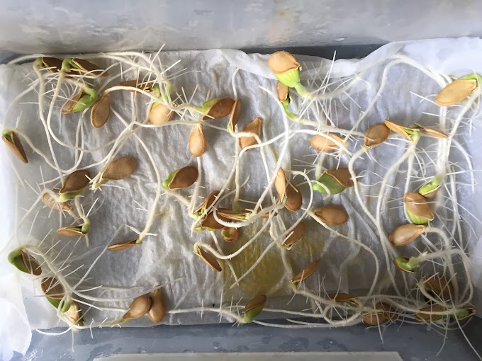 How To Plant Sprouted Courgette Seeds