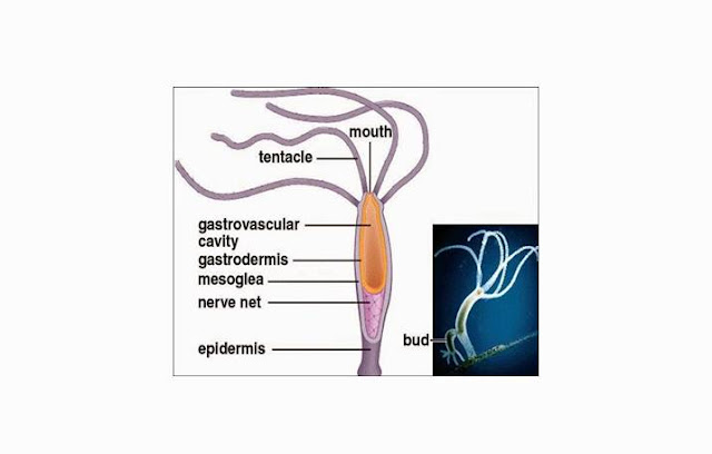 Coelenterata Pengertian Struktur Tubuh  Ciri 